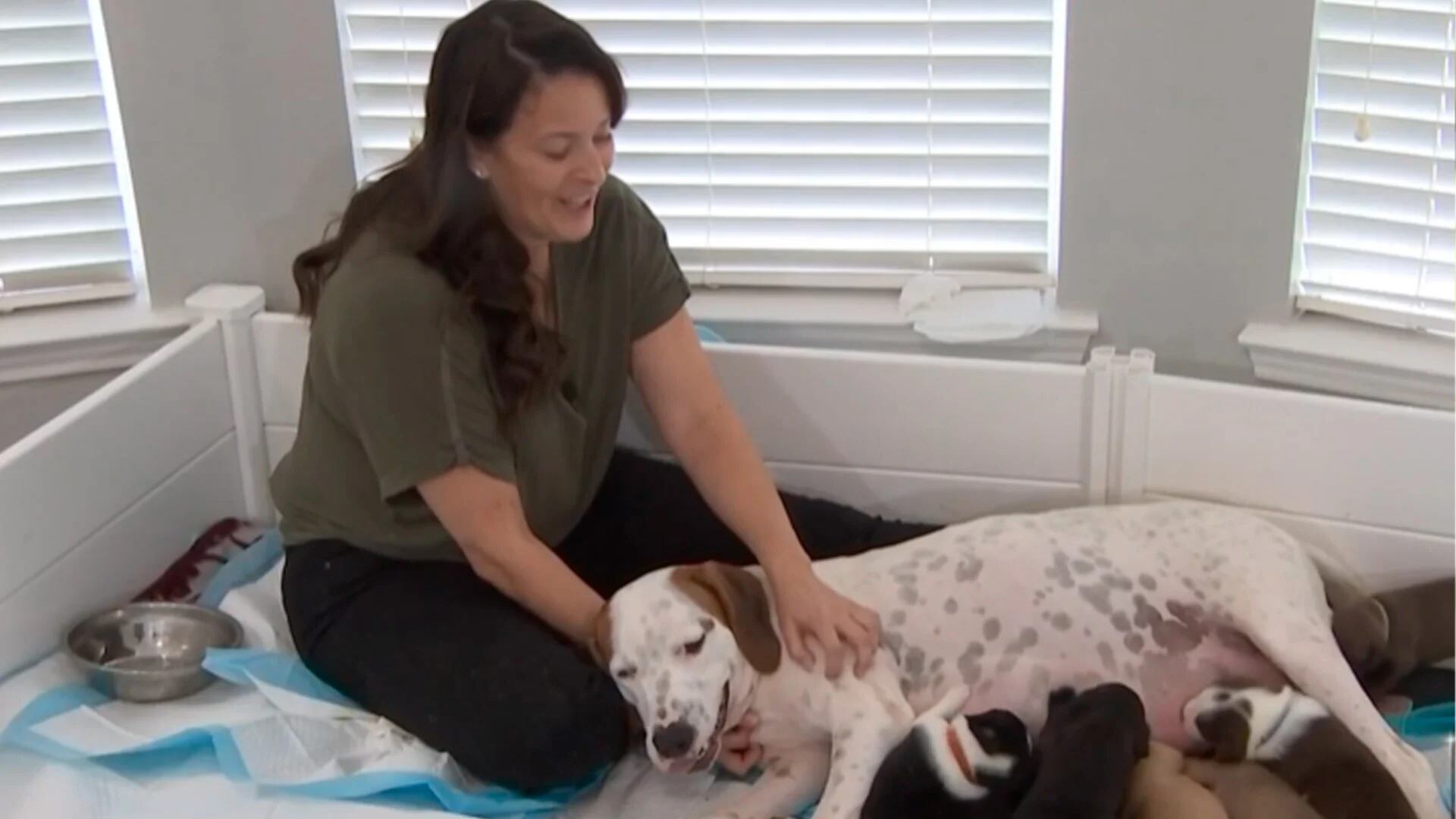 La increíble historia de Amy, la mujer que adoptó una perra embarazada y terminó con 18 cachorros