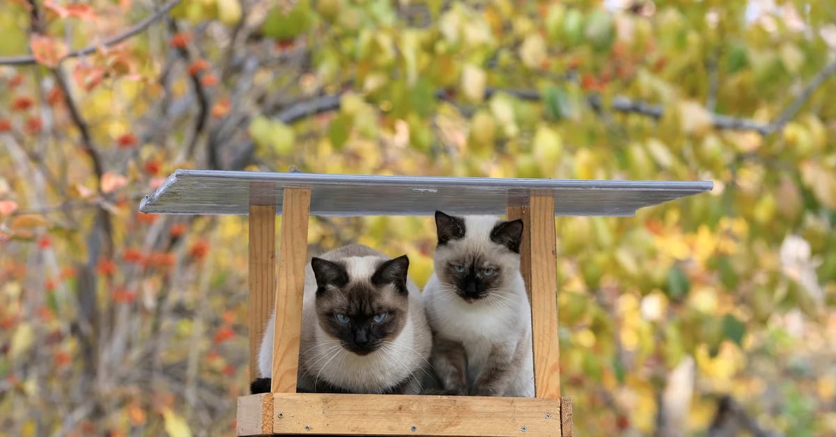 Ils ont trouvé une centaine de chats morts dans une maison de retraite en France