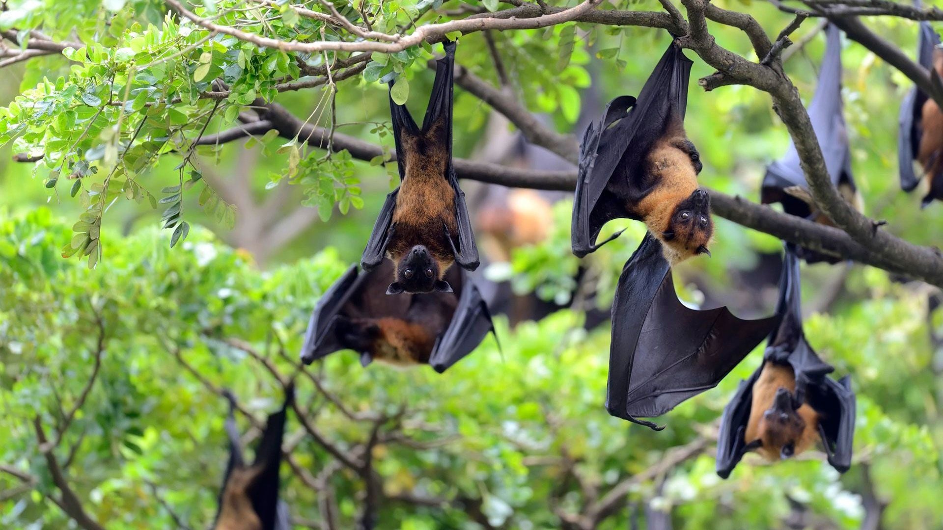 Los murciélagos frugívoros son el reservorio natural del virus Nipah.