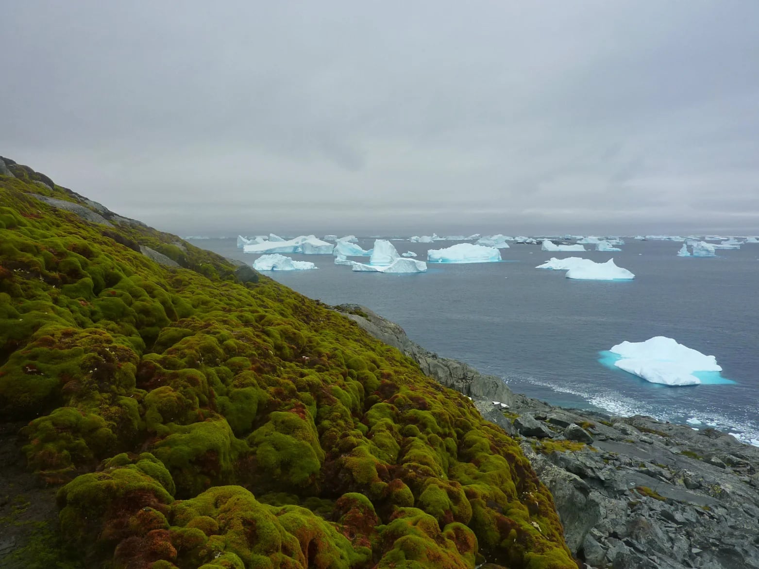 Debido a su conservación en el invierno y su crecimiento en el verano, en la Antártida se desarrollan dos clases de musgos que destacan con su verde sobre el paisaje blanco. (Foto: Matt Amesbury)