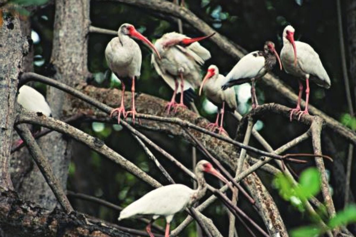 La diversidad geográfica del Perú, que abarca selvas, montañas y costa, es el factor clave para su riqueza en avifauna. (Foto: Captura)