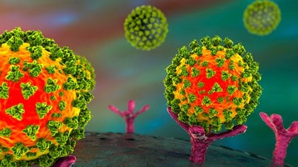 El virus SARS-CoV-2 es responsable de más de 90 millones de casos confirmados en todo el mundo de la enfermedad COVID-19 y 1.94 millones de fallecidos (Shutterstock)