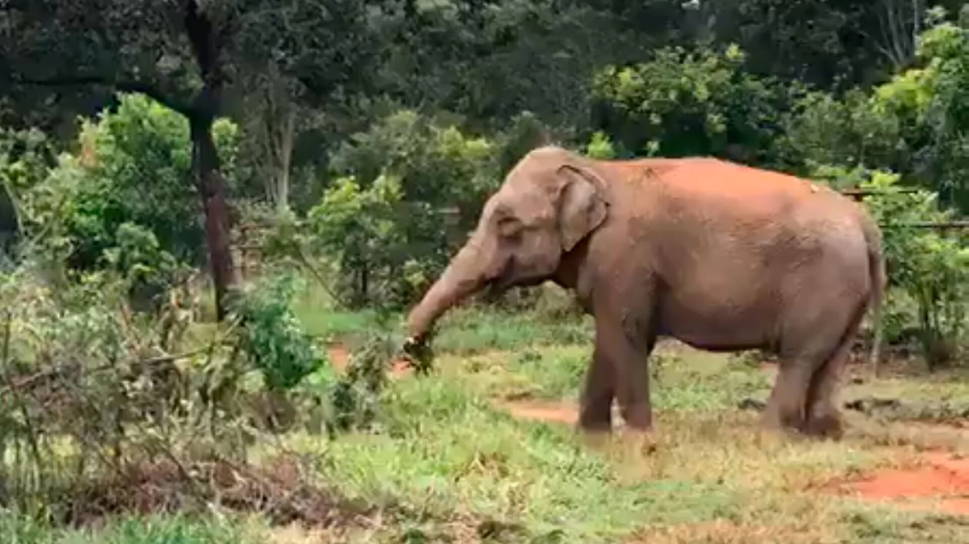 En la mañana de este jueves, Mara comenzó a reconocer su nuevo hogar. La elefanta que vivió 50 años en cautiverio prueba las hojas de las palmeras y demás árboles que hay en el santuario. 
