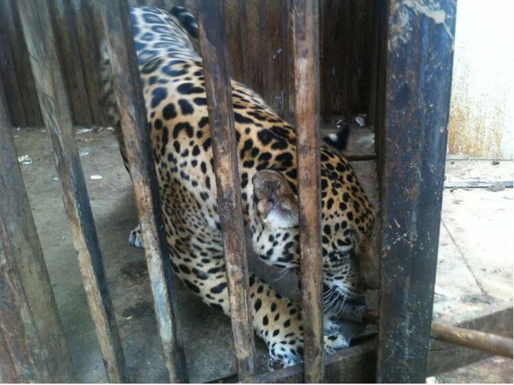 Ejemplar de jaguar que atacó a la mujer en el zoológico de Veracruz (Foto: PGR/Cuartoscuro)