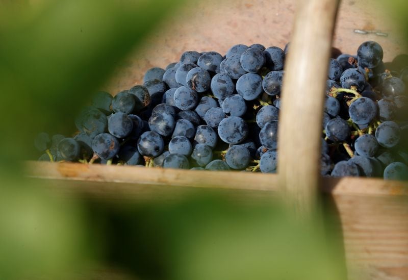 La uva del Malbec se esparció por 60.000 hectáreas de la región de Burdeos en la Edad Media (REUTERS/Regis Duvignau)