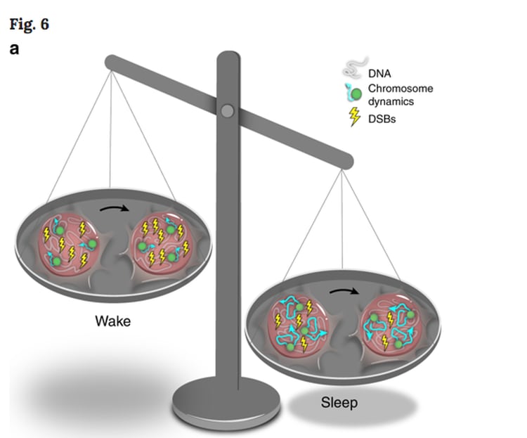 Una figura del estudio de Appelbaum muestra que durante el sueño la actividad de los cromosomas (en azul y verde) aumenta y la acumulación de residuos de ADN (en amarillo) se reduce. (Universidad Bar Ilan)