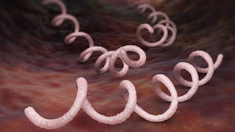 La bacteria Treponema Pallidum se transmite por relaciones sexuales sin preservativo y de madre a hijo durante la gestación (Shutterstock)