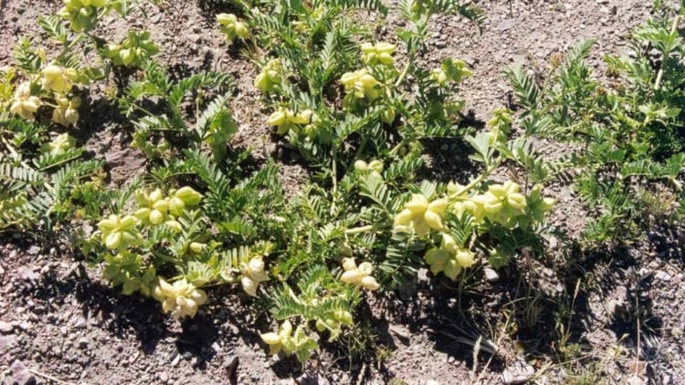 Astragalus Pehuenches, conocida vulgarmente como “garbancillo” o “yerba loca”