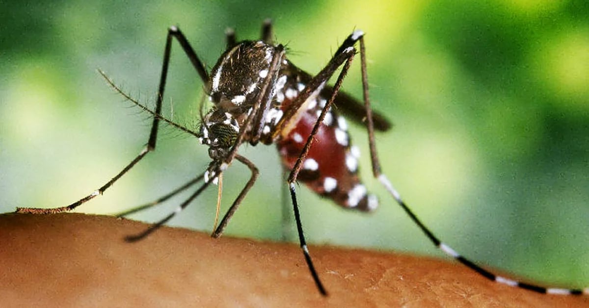 The Buenos Aires Ministry of Health has issued an alert for a possible outbreak of Chikungunya fever