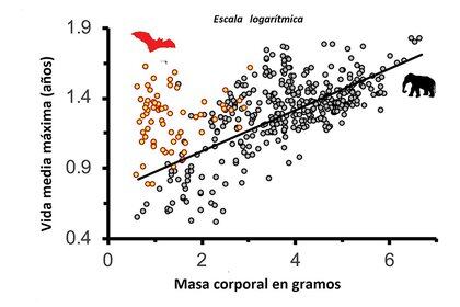 Figura 2. Relaciones entre la vida media y la masa corporal en mamíferos. Los puntos rojos corresponden a los murciélagos; los círculos negros corresponden al resto de los mamíferos. La escala es logarítmica. Todos los murciélagos caen por encima de la línea de regresión para los mamíferos, ya que viven más que otros mamíferos de tamaño similar. Modificada a partir de Healy et al. 2014.