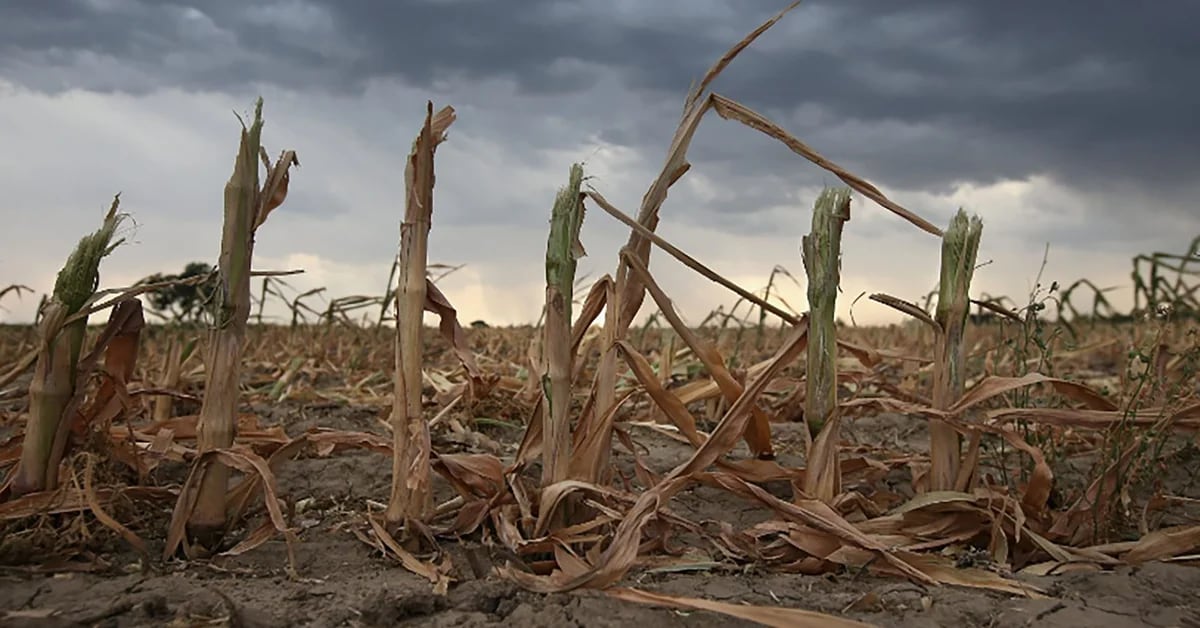 Endless drought: the field awaits new rains which prevent production from falling further
