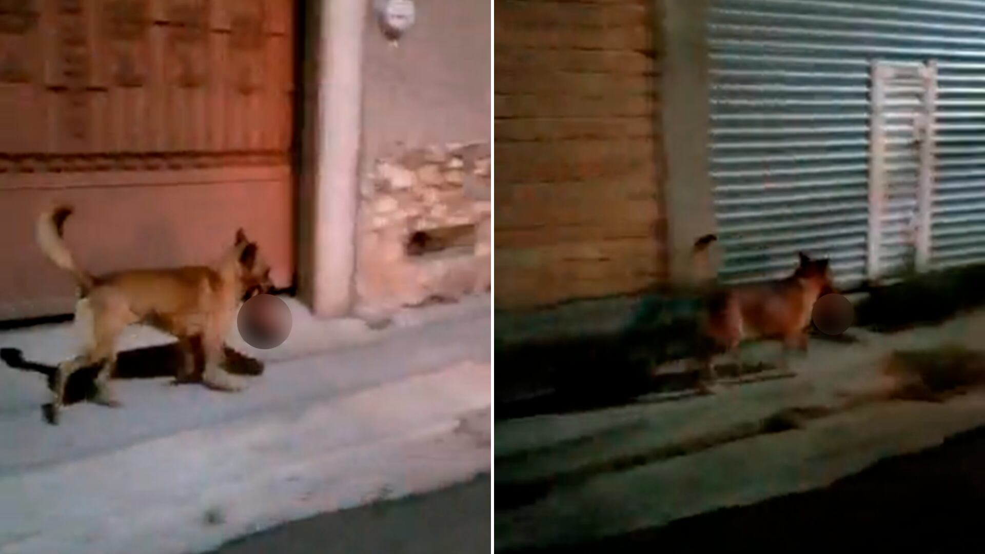 Captaron a un perro corriendo con una cabeza humana