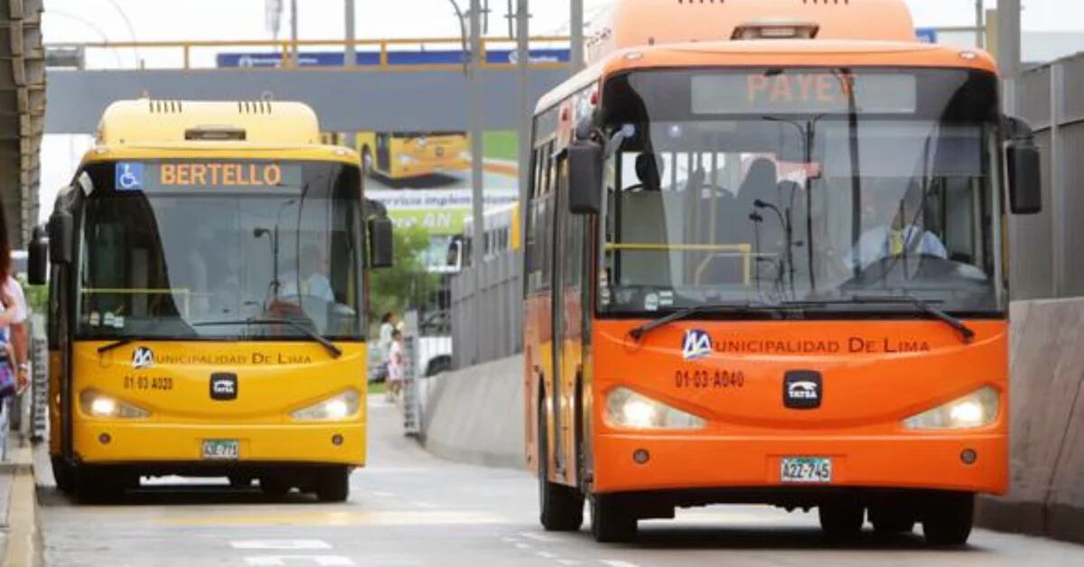 Metropolitan feeders: differences between buses and what are the routes