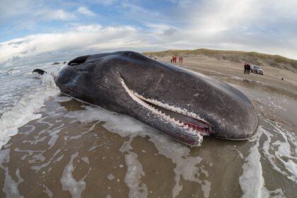 Greenpeace denuncia que hay menos ballenas en el Mar Argentino por los efectos de la exploración sísmica de petróleo.