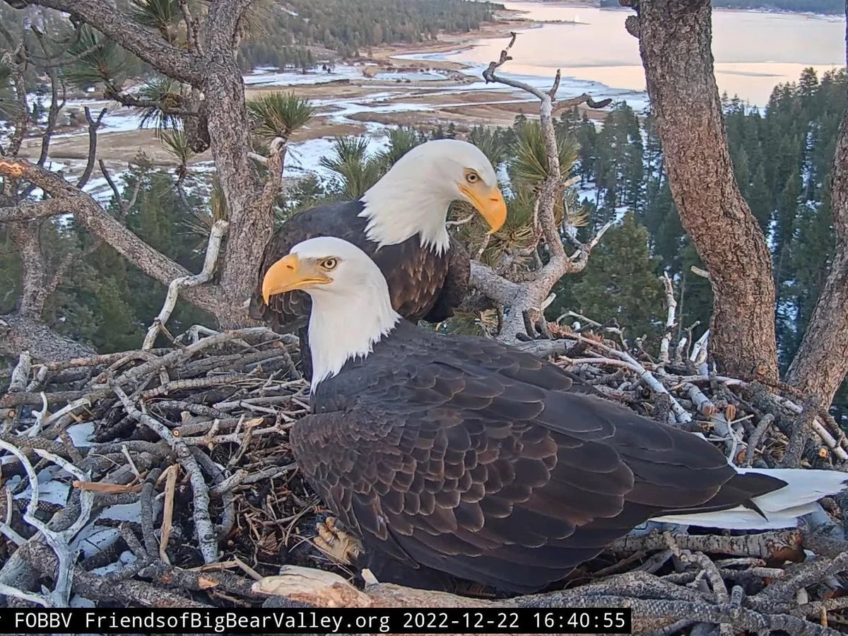 La pareja de águilas que tienen a miles de estadounidenses a la expectativa  - Infobae