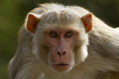“Ya no podemos encontrar ningún Rhesus. Han desaparecido por completo”, dijo Mark Lewis, de Bioqual, sobre el mono más usado en ciencia. (iStock)