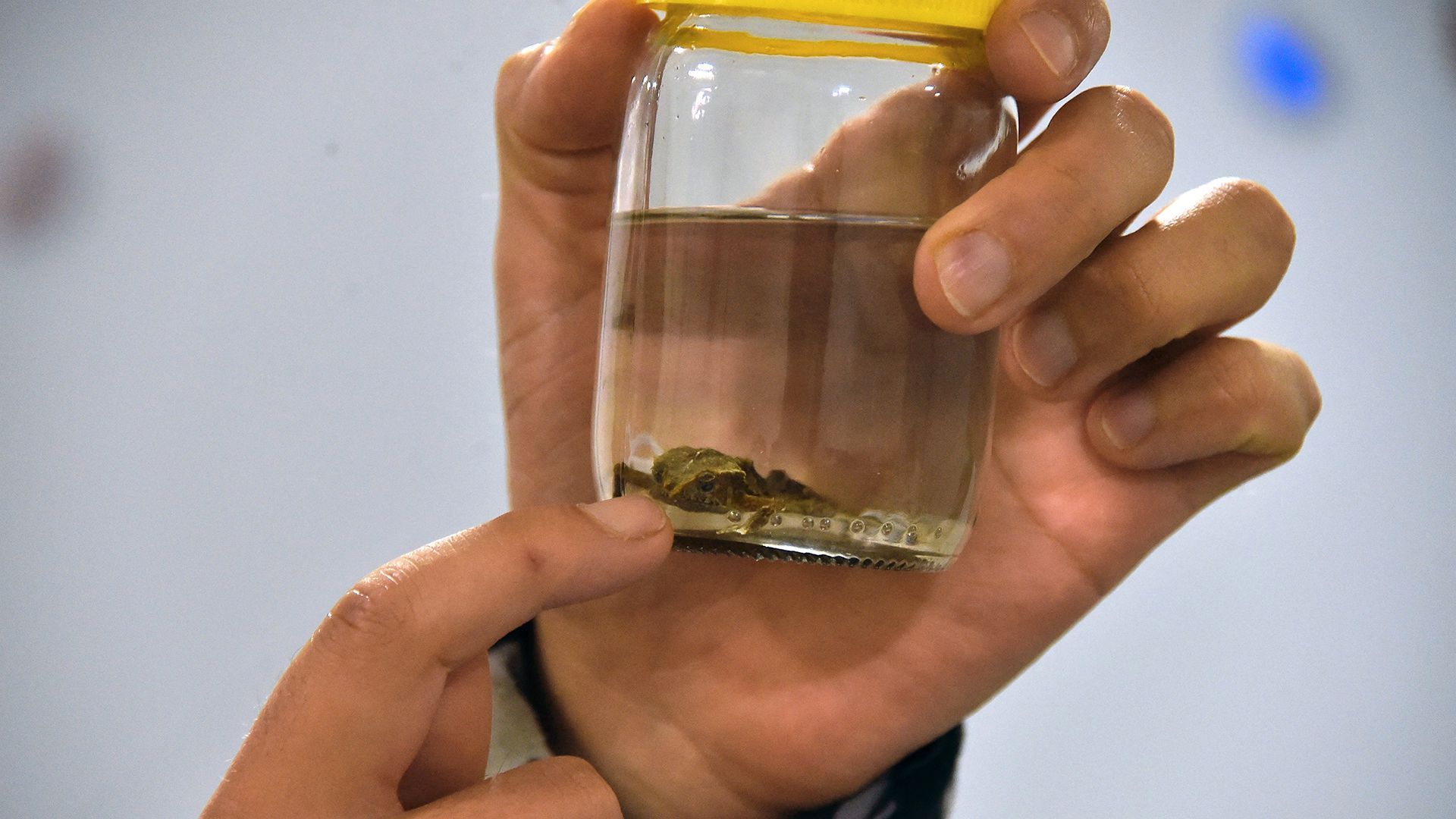 The Ecuadorian toad who broke the silence with singing after a century