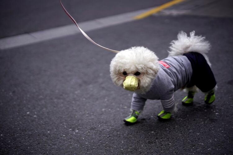 Un perro con máscara facial es visto en una calle mientras el país es golpeado por el nuevo coronavirus, en Shanghai, China, el 2 de marzo de 2020 (Reuters)