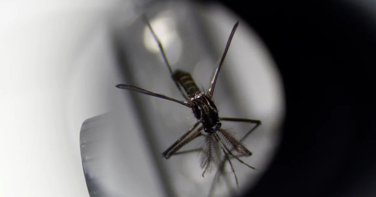 Un’altra minaccia trasmessa dalle zanzare: il “virus Jamestown Canyon”
