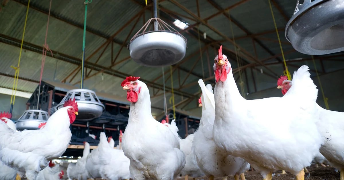 Senasa confirmed three positive cases of bird flu in commercial farms