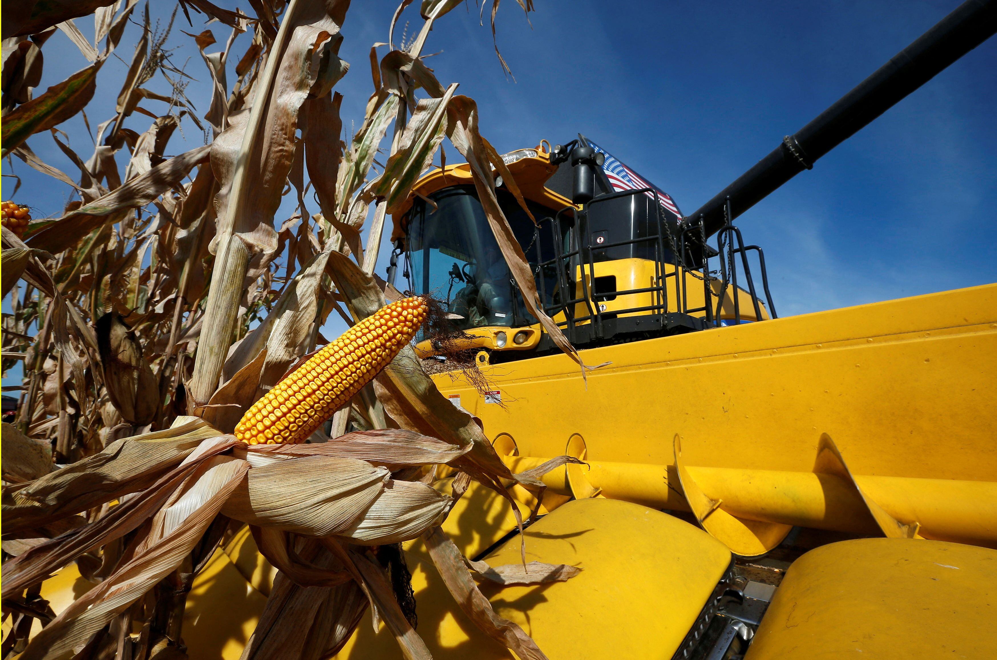También el precio del maíz cayó a niveles muy bajos
REUTERS/Jim Young/File Photo