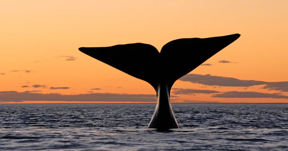 Eles foram caçados para iluminar a Europa e hoje estão recolonizando o Atlântico Sul: a história das baleias francas austrais