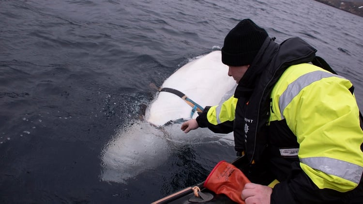 Joergen Ree Wiig trata de tocar a la ballena beluga que apareció en las costas de Noruega (Joergen Ree Wiig/Norwegian Direcorate of Fisheries Sea Surveillance Unit via AP)