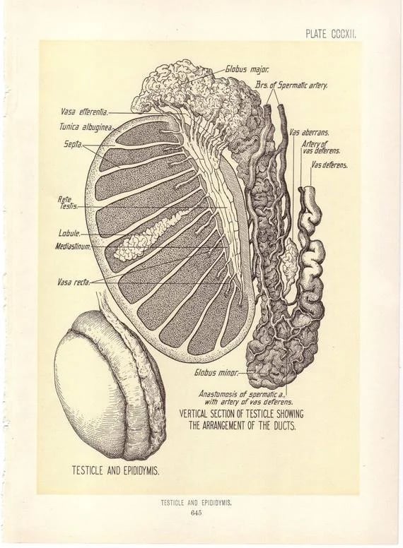 Ilustración de un testículo en un libro de anatomía de 1899