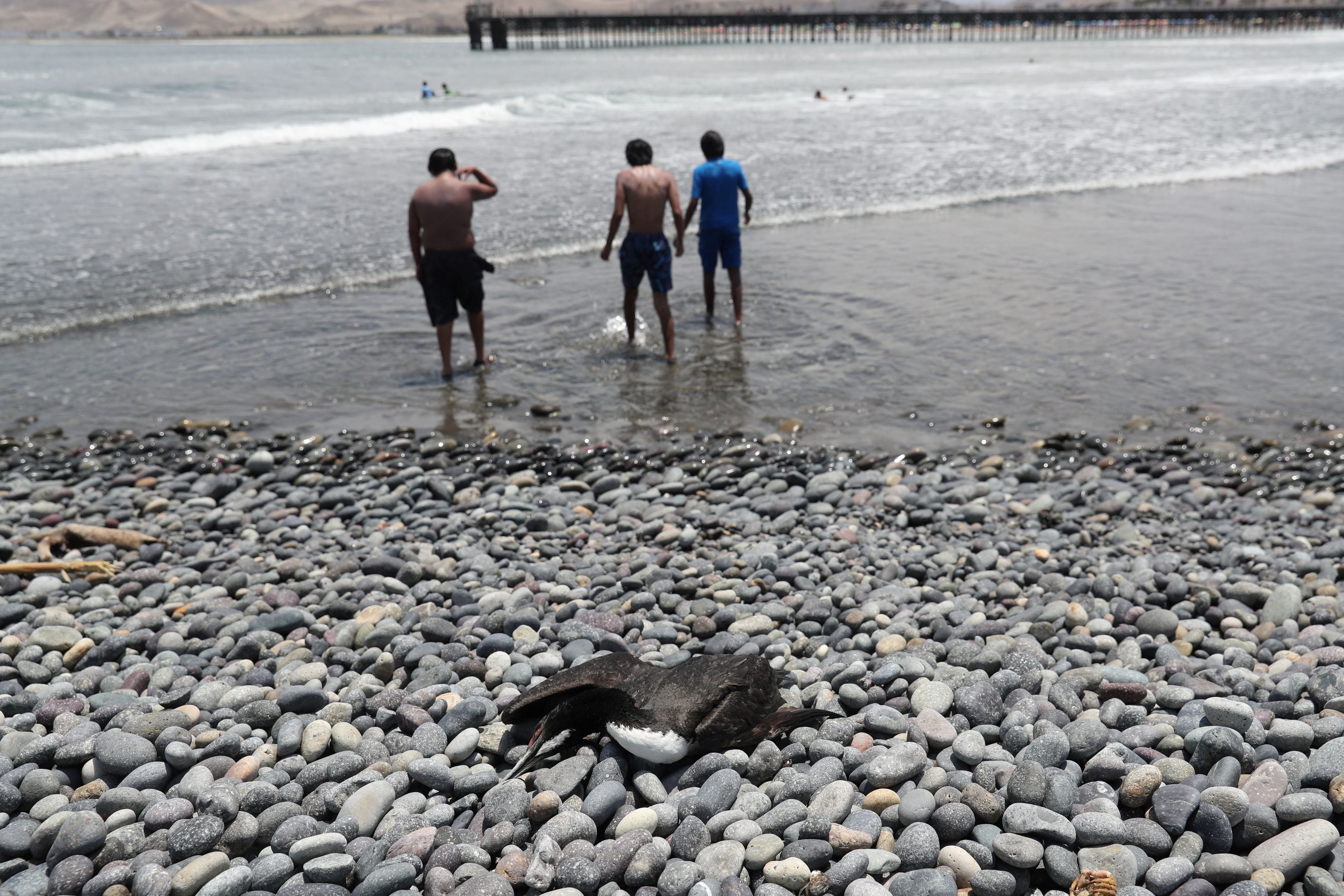 Aún no se sabe bien si los mamíferos se contagian el virus por tener contacto con aves infectadas o si puede haber transmisión entre mamíferos (REUTERS/Sebastian Castaneda)