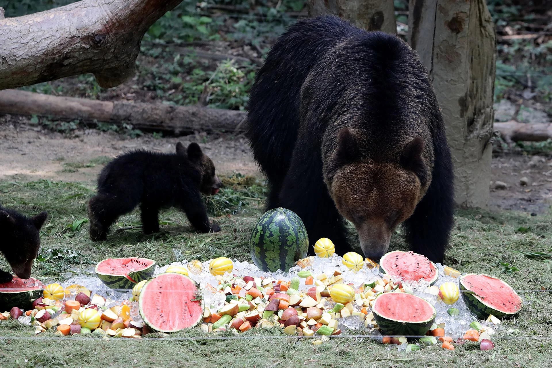 Los osos disfrutan de frutas heladas dadas por los guardianes del zoológico de Everland en Yongin, Corea del Sur