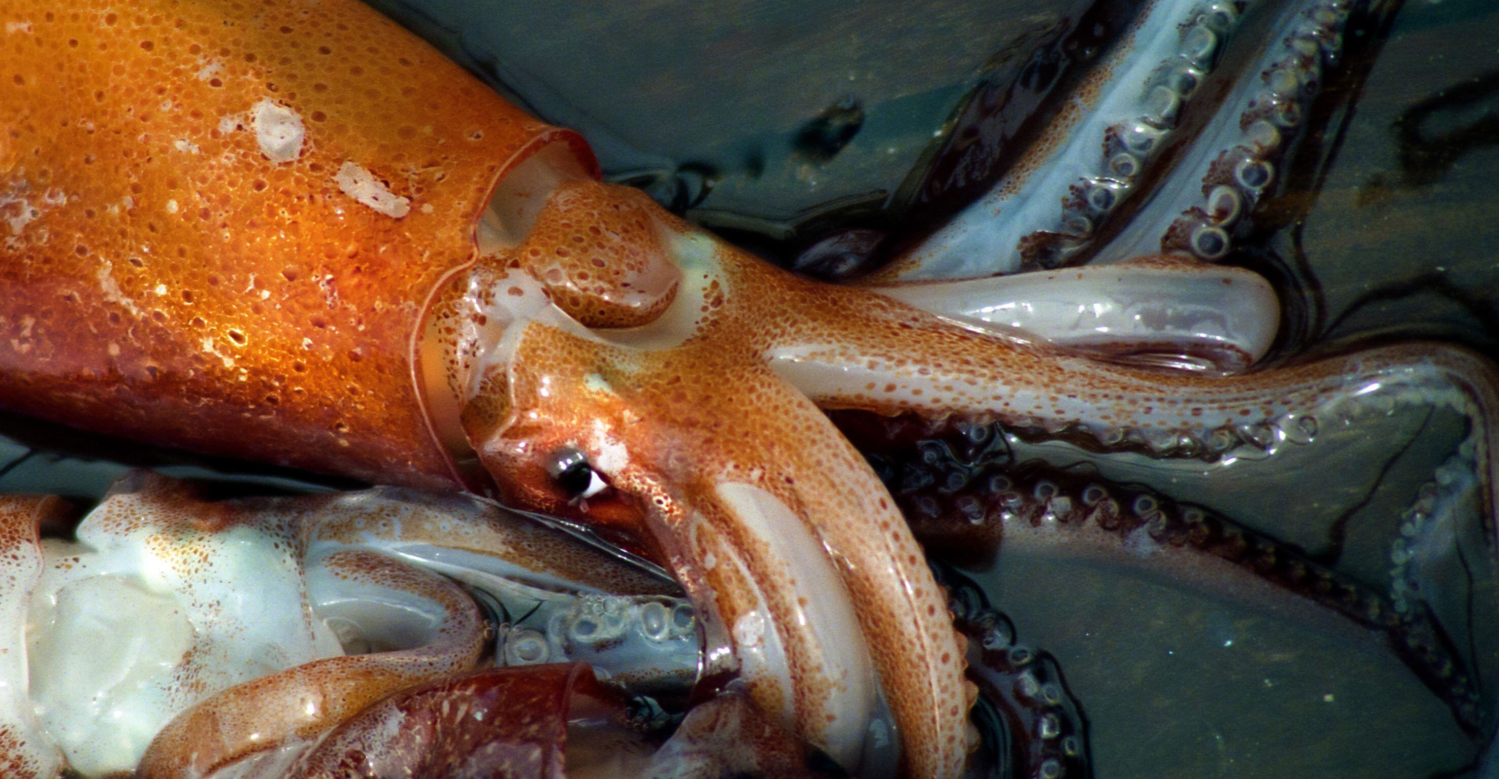 El calamar argentino es una de las especies fundamentales de la cadena alimenticia del mar/INIDEP