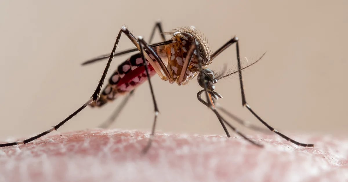 Come identificare la zanzara dengue e quali misure adottare per evitare di essere punto