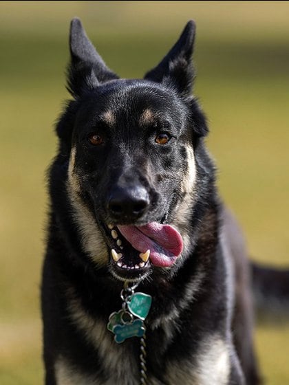 Major tiene tres años y debido a su joven edad tiene gran energía Foto: (Adam Schultz Official White House)