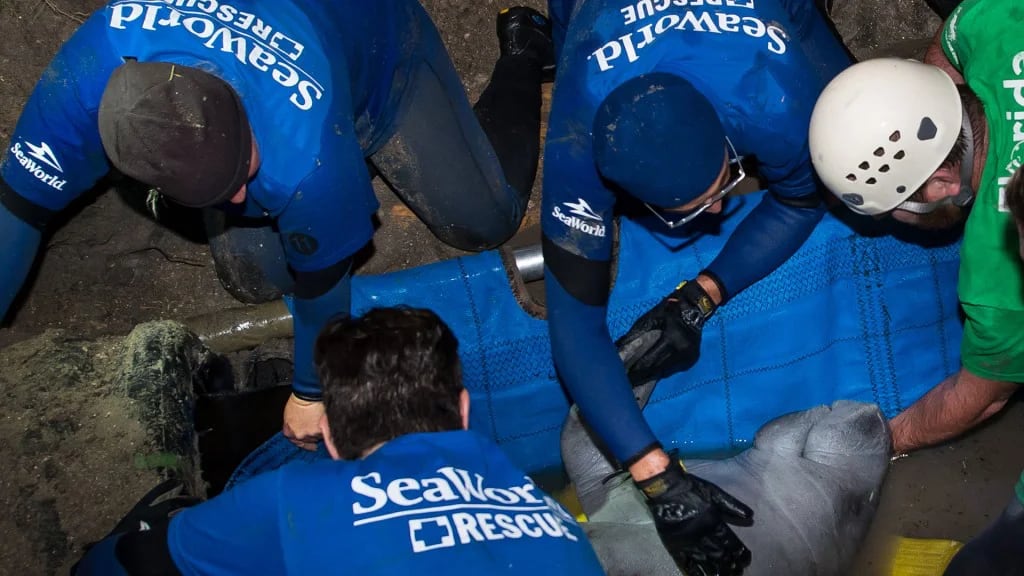 El equipo de rescate de SeaWorld rescata a un manití