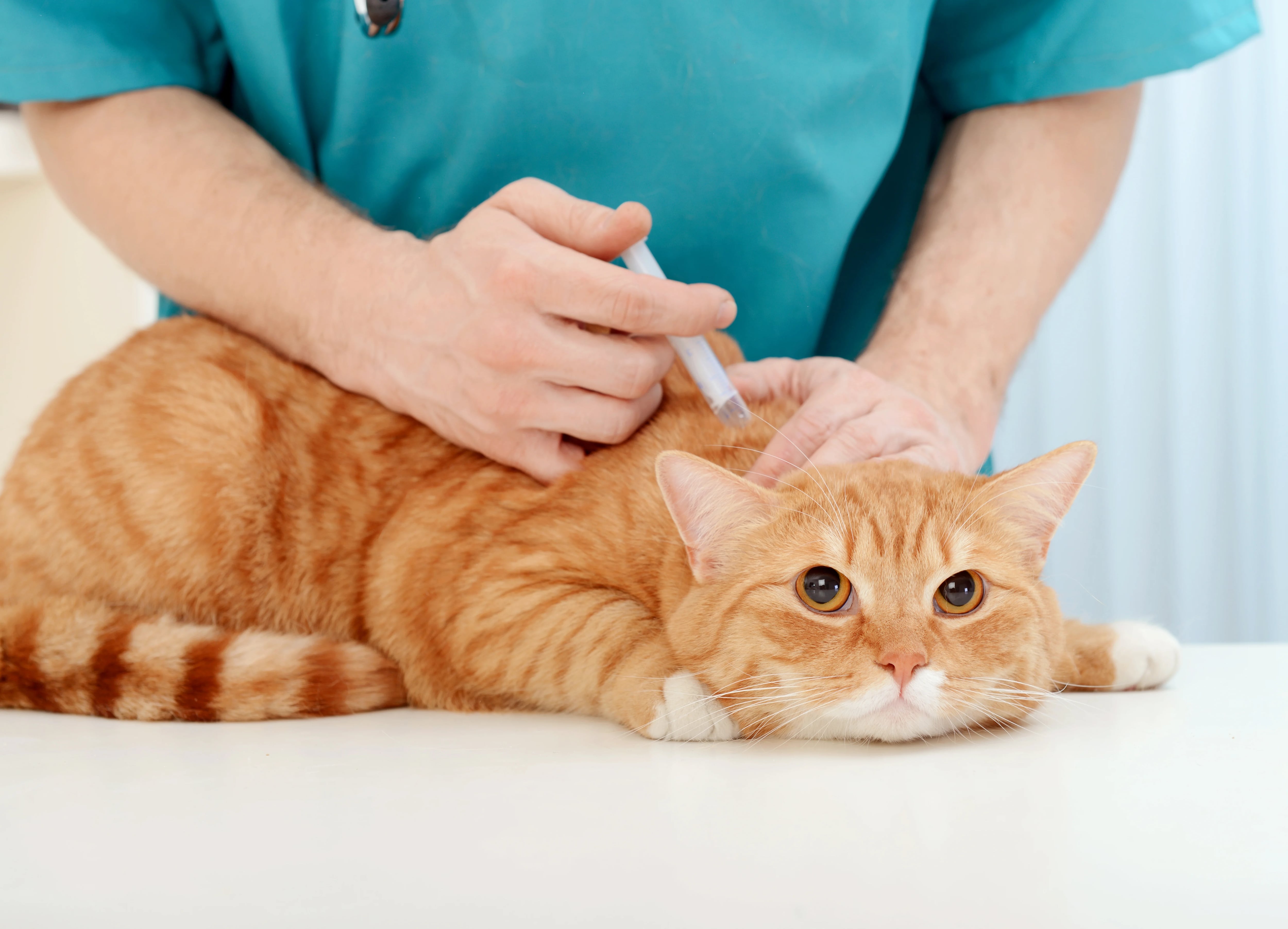La rabia también afecta a los gatos, por lo que la prevención es importante también con los felinos. (Getty) 