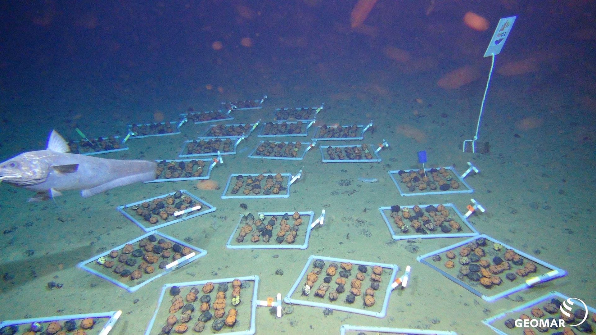 El ROV KIEL 6000 exploró el fondo marino de la zona Clarion-Clipperton para un proyecto que examina los efectos de la extracción de nódulos polimetálicos en los ecosistemas de aguas profundas. La imagen muestra "marcos de nódulos" para un experimento de repoblación (Equipo ROV/Geomar)