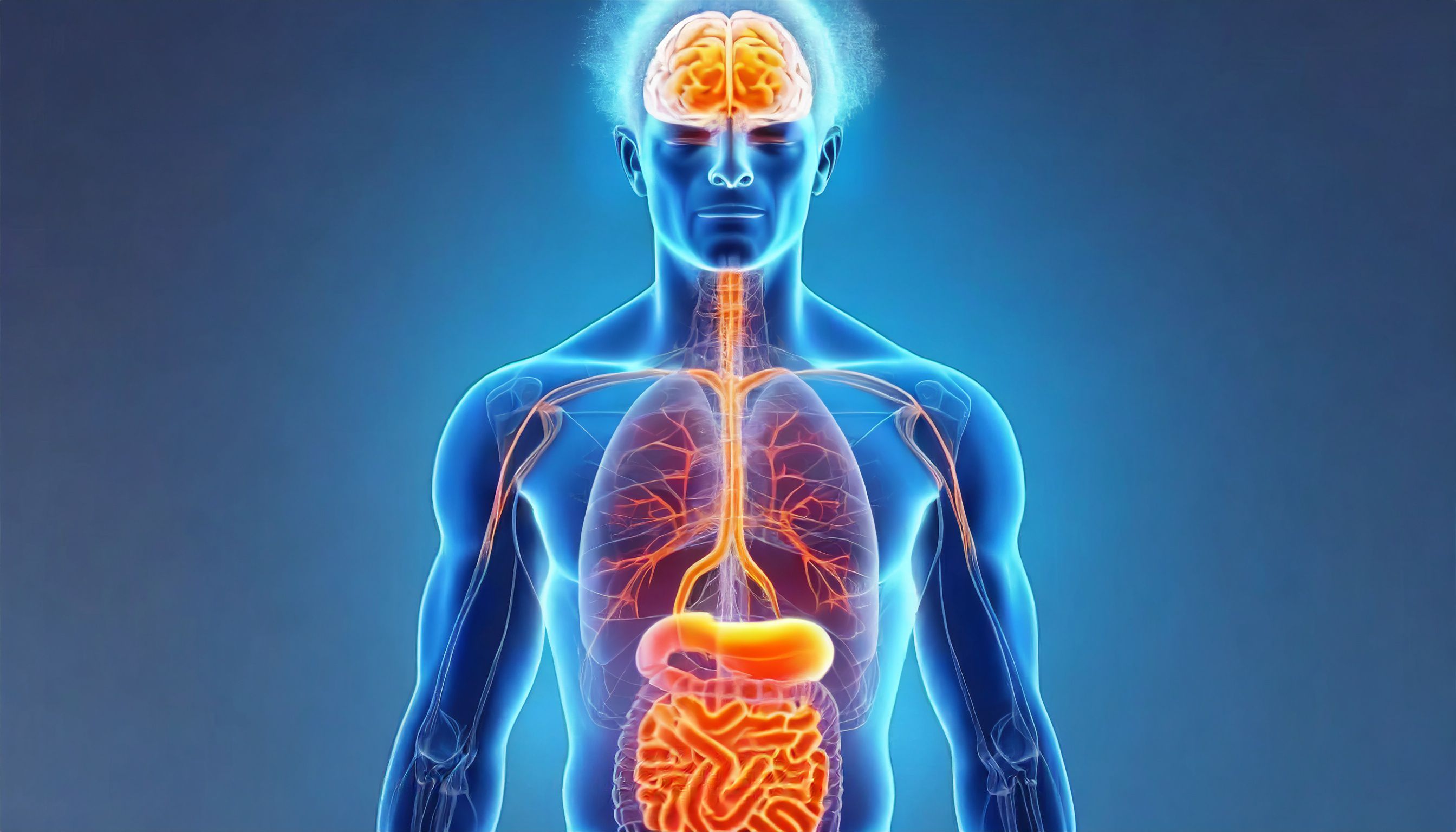 un esquema traslúcido de una persona mostrando su intestino y cerebro - (Imagen Ilustrativa Infobae)