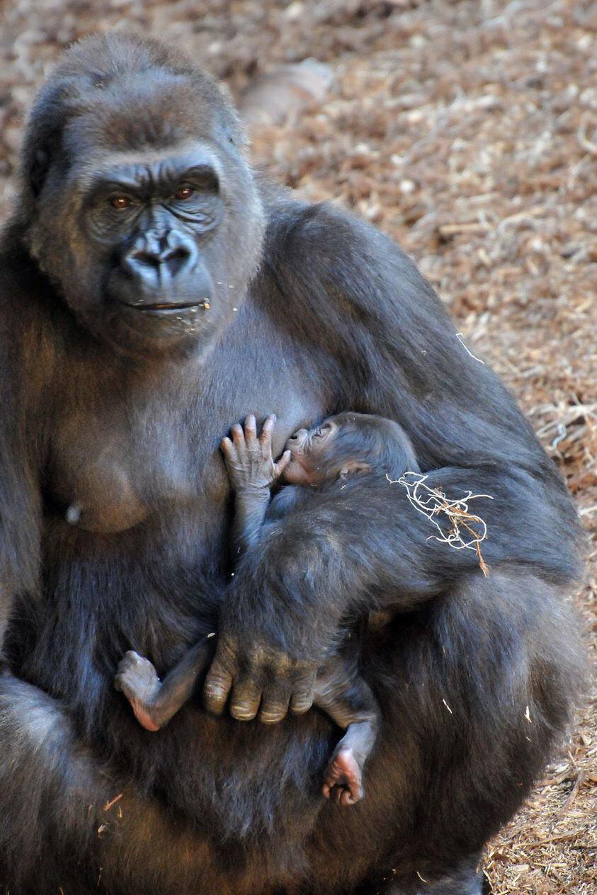 Nassir, el gorila adolescente que se volvió “adicto” a ver videos (Facebook Zoológico de Toronto)