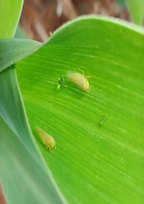 La chicharrita, una plaga para el cultivo de maíz
