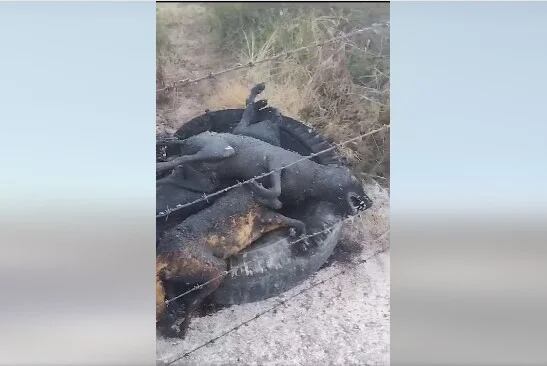 Mataron y calcinaron 13 perros en Maravatío, Michoacán