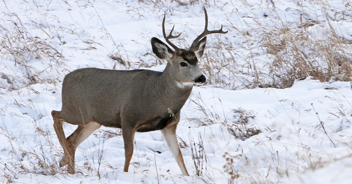 What is “zombie deer disease” and why is its spread concerning?