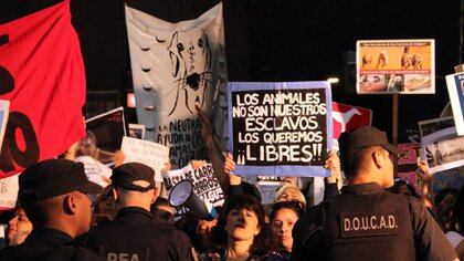 La noche que los galgos argentinos se convirtieron en sujetos de derechos (Asociación San Roque. Refugio)