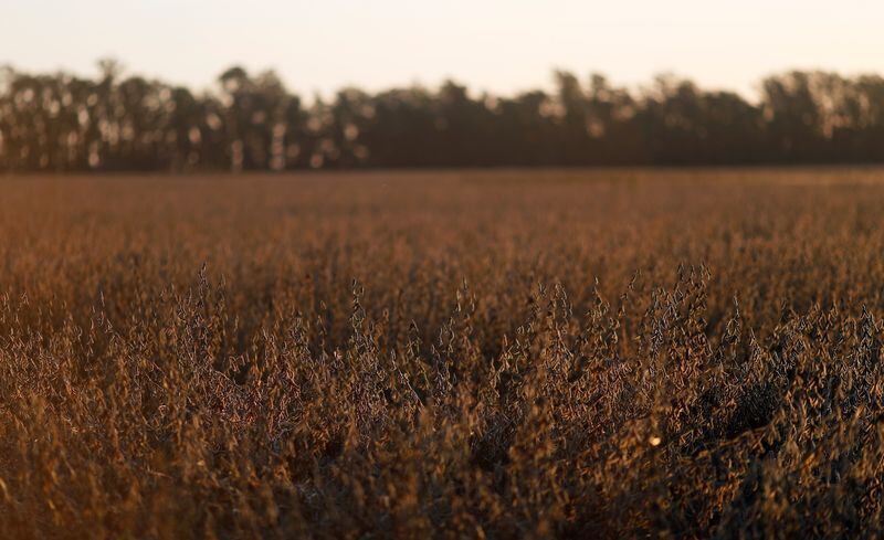 Imagen de archivo de plantas de soja al atardecer en un campo en Chivilcoy, en las afueras de Buenos Aires, el 8 de abril de 2020. REUTERS/Agustin Marcarian