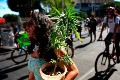 Una mujer carga hoy una planta de marihuana durante una marcha a favor de la legalización del consumo recreativo