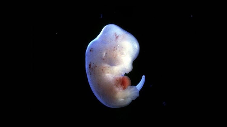 El embrión de una rata visto en el microscopio (Nature)