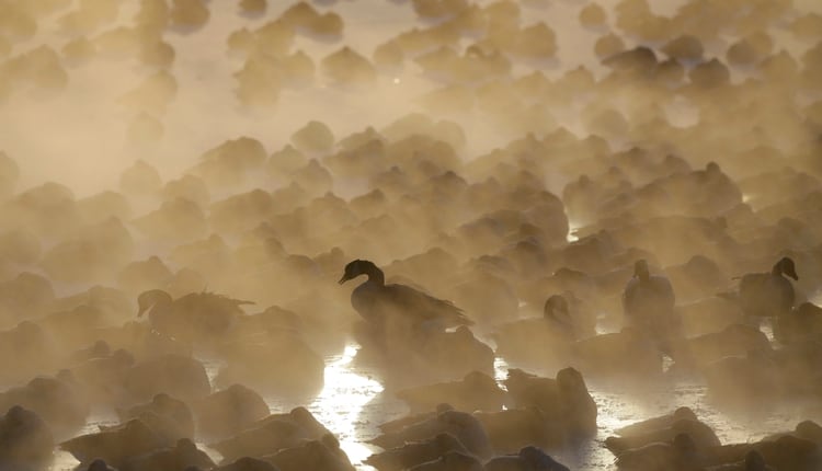 Patos en el agua en Port Washington, Wisconsin (AP /Jeffrey Phelps)