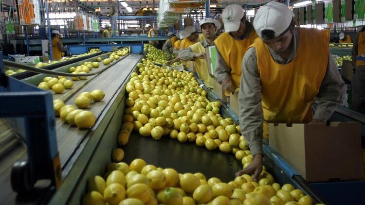 Destacan la apertura del mercado de India para los limones argentinos. Desde ACNOA manifestaron que dicho mercado tiene â€œuna importancia estratÃ©gicaâ€ y permitirÃ­a cerrar acuerdos con otros paÃ­ses asiÃ¡ticos.