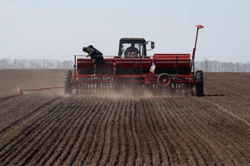 Proyectan una caída en la próxima siembra de trigo. (REUTERS/Valentyn Ogirenko/Archivo)