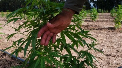 Jujuy cultivará el año próximo 35 hectáreas de marihuana en el valle templado del sur de la provincia (Franco Fafasuli)