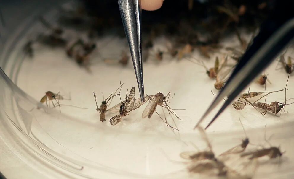 Los mosquitos son muy difíciles de atrapar por eso el método de vigilancia de brotes se limita 